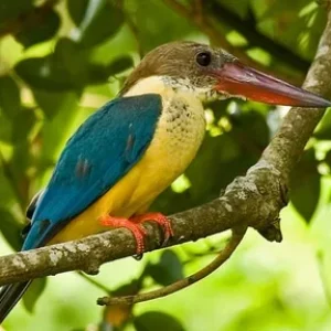 gallery-kumarakom-bird-500x500