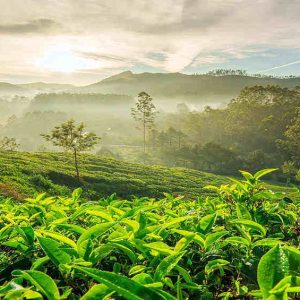 thumbnail1565242781206rsz_idukki-munnar-149257845893